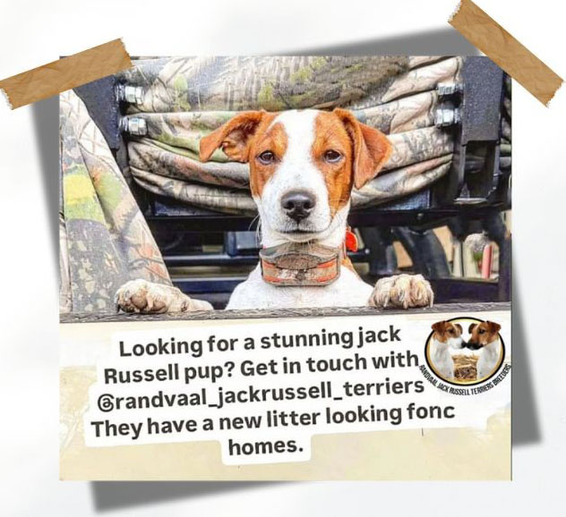 Jack Russell Terrier Puppies